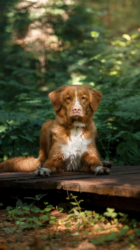 Dog175 screenshot