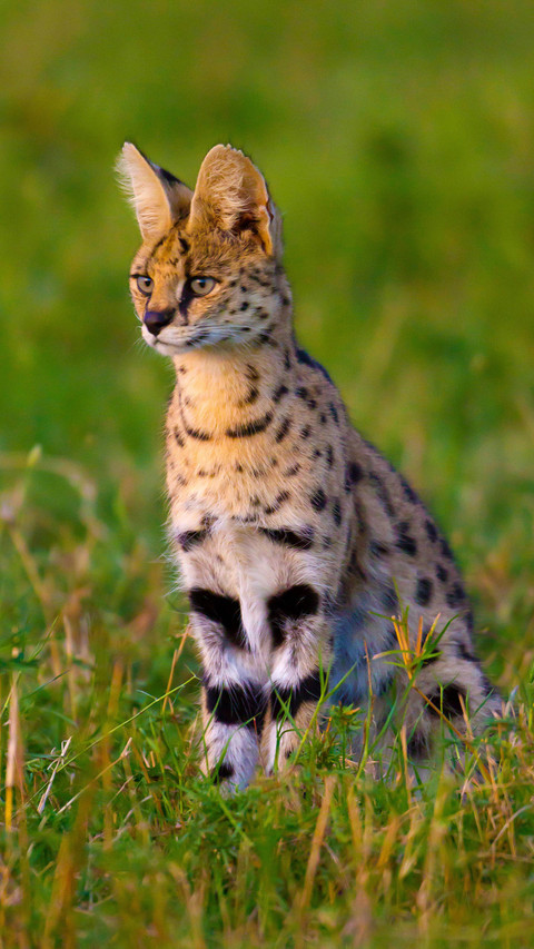 Big long legs in the animal kingdom screenshot