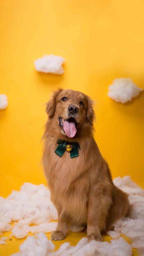 How big can a golden retriever grow screenshot