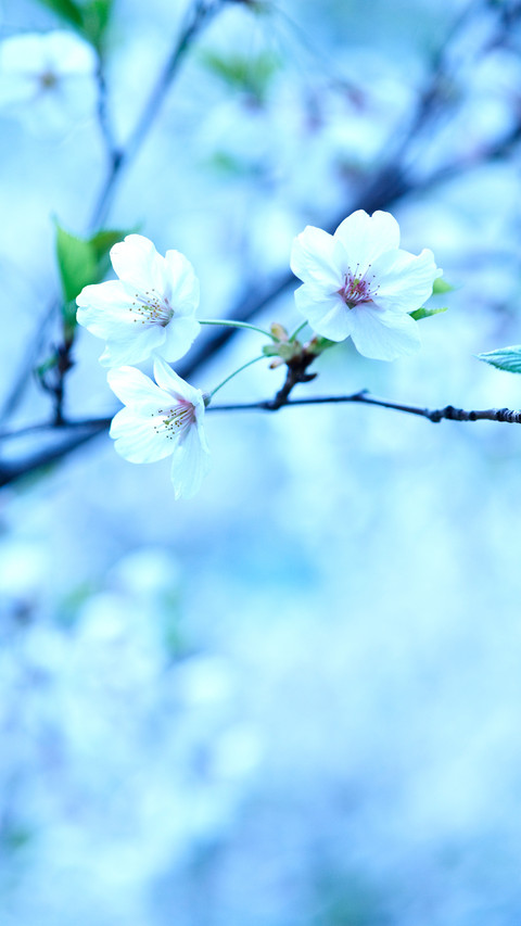 Cherry Blossoms screenshot