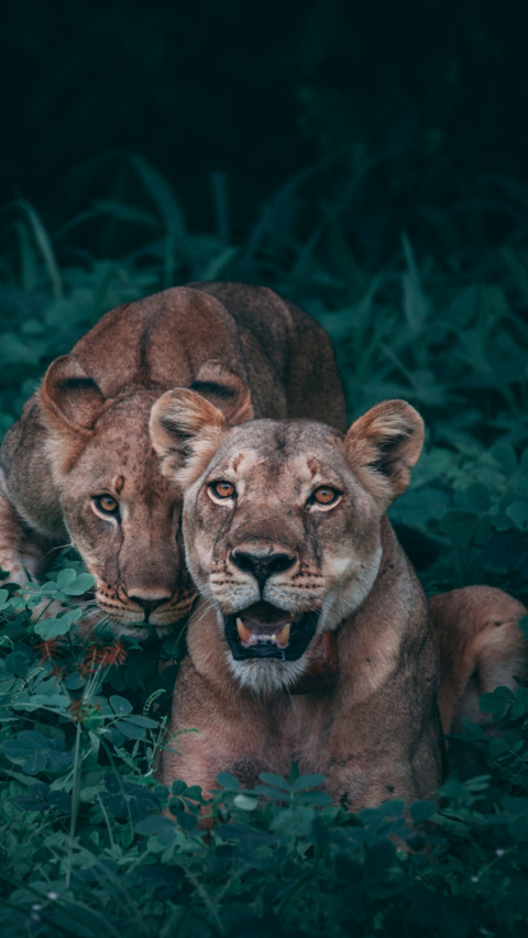 King Of Jungle (3) screenshot