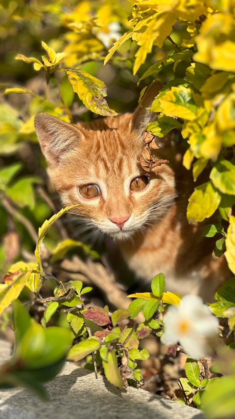 Sunshine and the orange cat screenshot