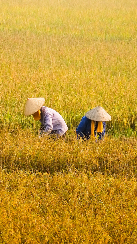 Working in the fields screenshot