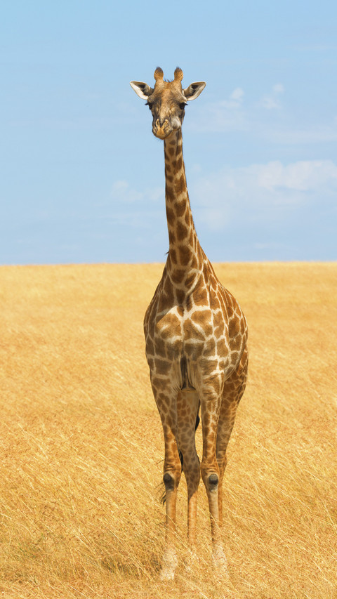 Beautiful Giraffe on Grassland screenshot