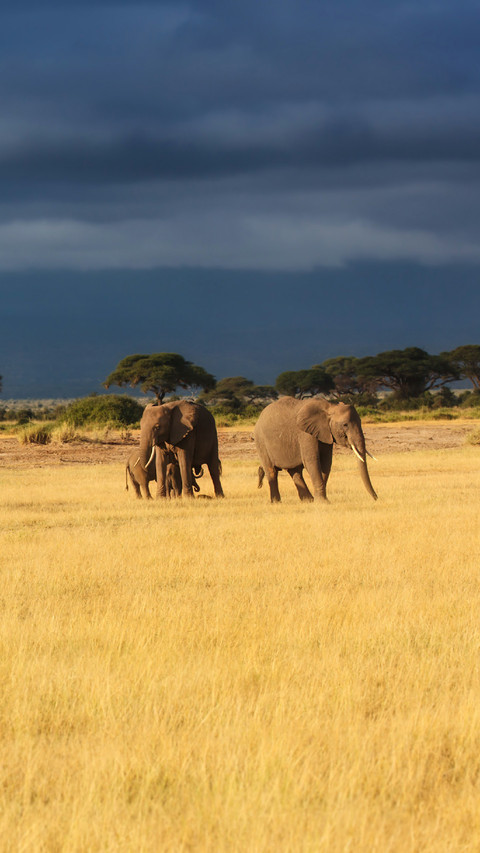 The Elephant And Its Cub Foraging on The Grass screenshot