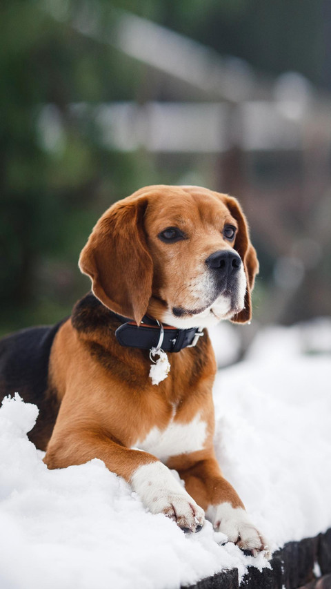 Dog303 screenshot