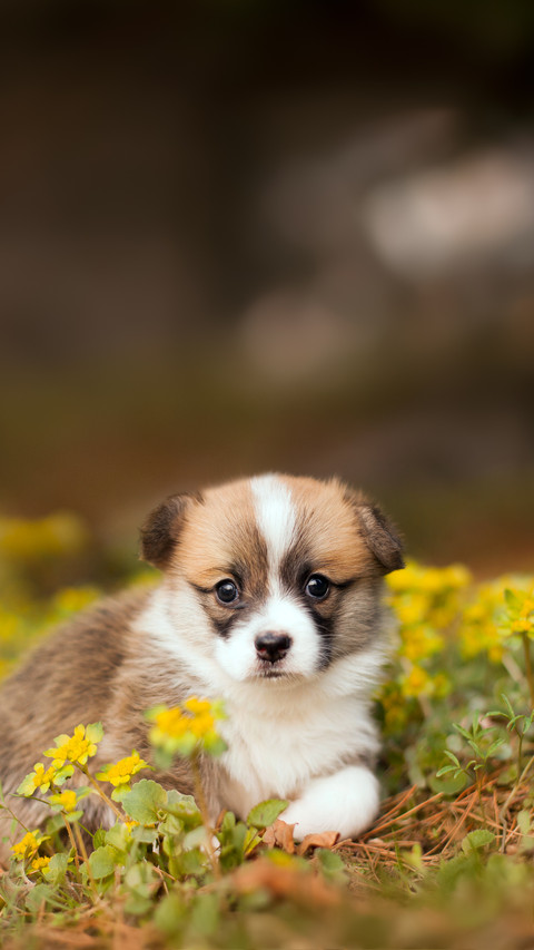 A Newborn Welsh Corgi Pembroke Puppy Playing in The Field screenshot
