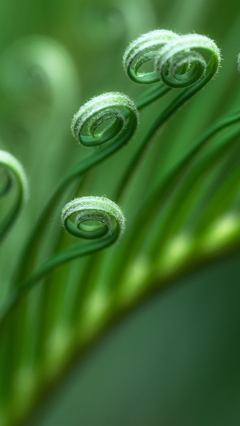 The softness of the new leaves of the cycad screenshot
