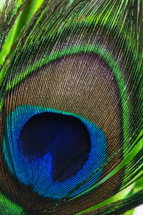 Peacock Feather.jpg screenshot
