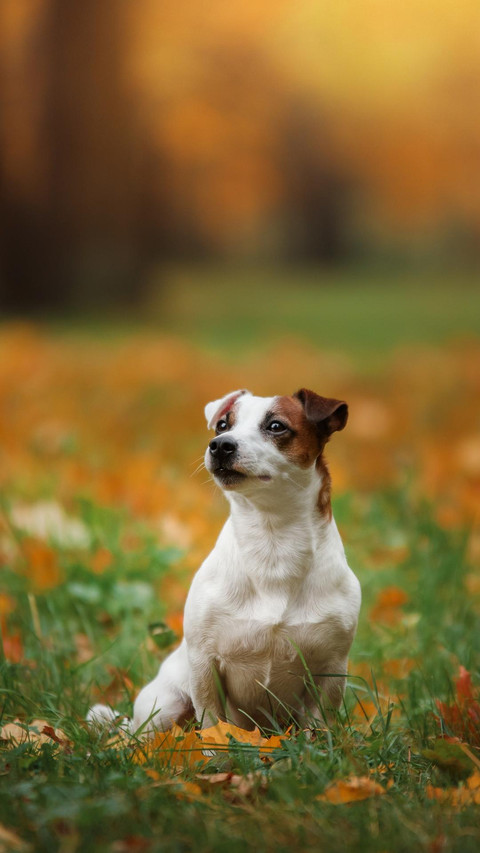 Dog377 screenshot
