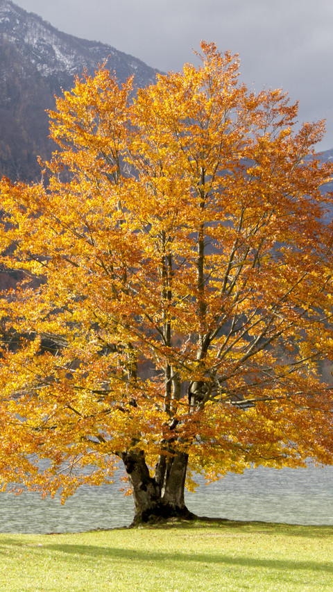 112211_1440x2560.jpg screenshot