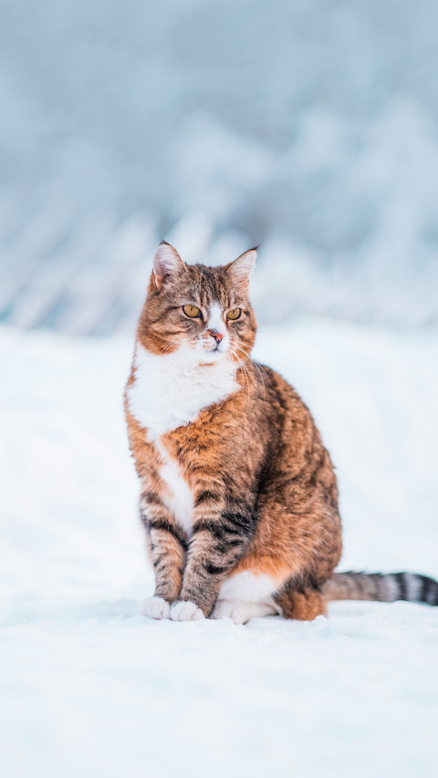 Brown and White Cat with Black Stripes Sitting in the Snow screenshot