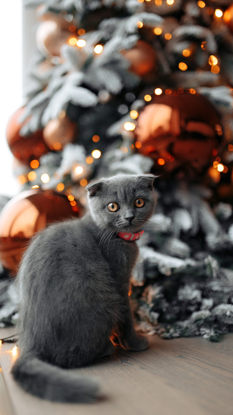 Cute pet-09 screenshot
