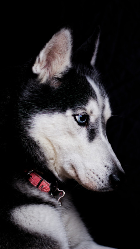 Puppy Love (14) screenshot