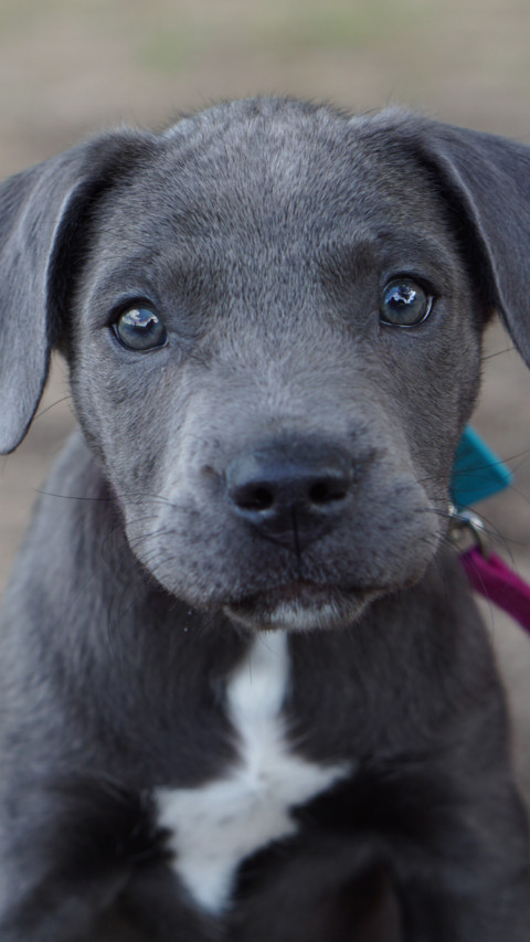 Puppy Love screenshot