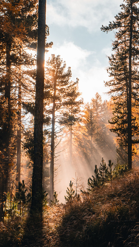 The sunlight shines on the forest screenshot