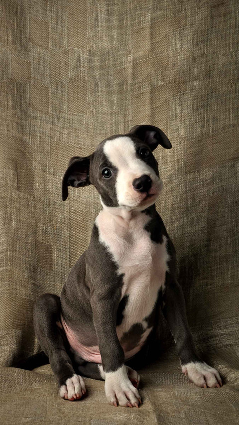 Pit bull puppy, cute pit bull screenshot