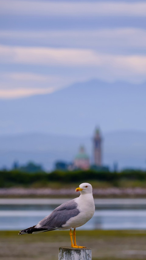 Seagull on a pier with sea screenshot