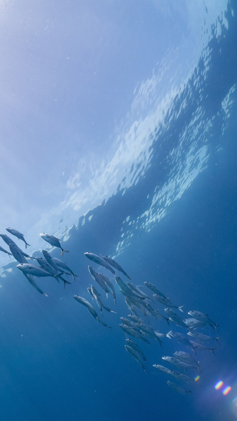 Schools of fish at the bottom of the sea screenshot