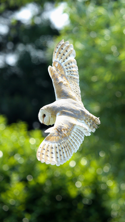 Barn owl screenshot