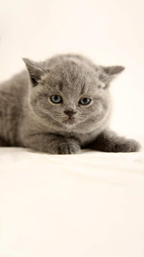 呆萌蓝猫 screenshot