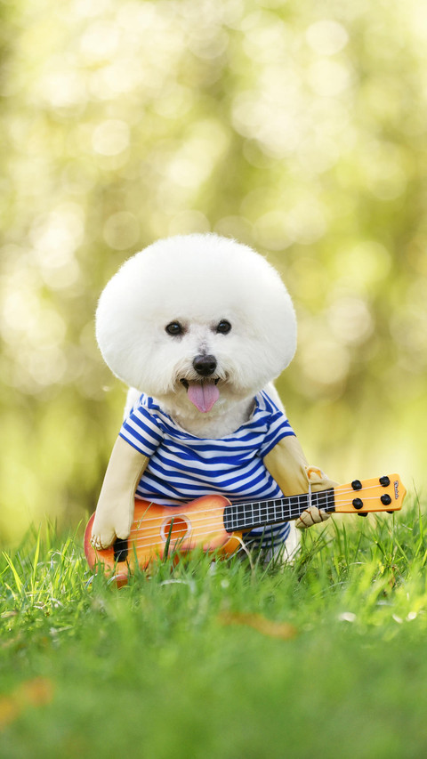 “棉花糖”比熊犬 screenshot