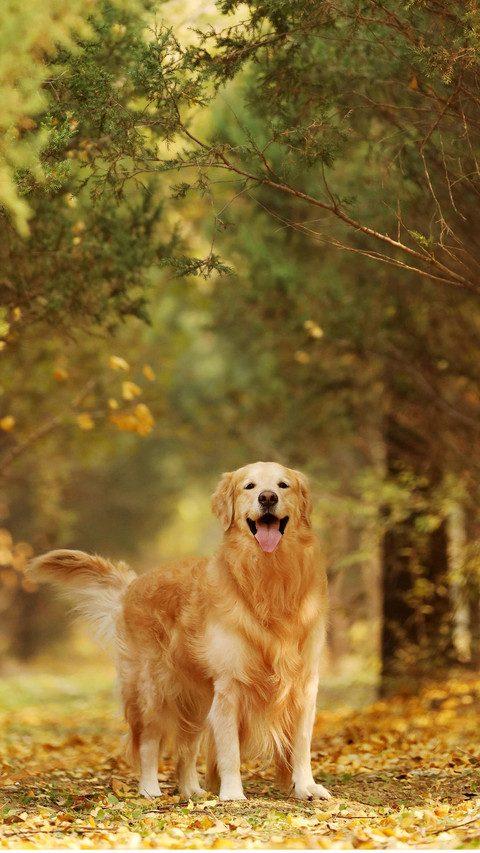 有爱的导盲犬 screenshot