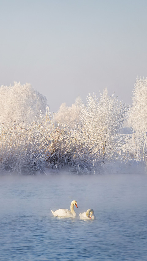 The winter holy land of swans screenshot