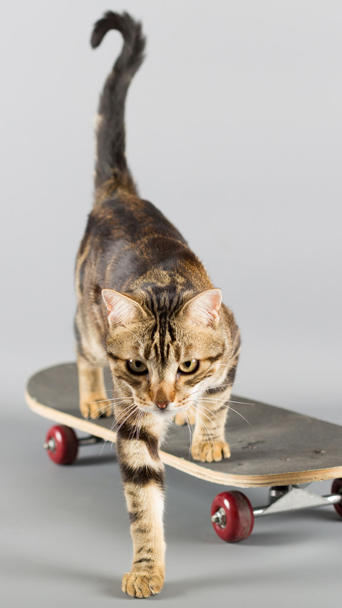 Cat on skateboard 68 screenshot