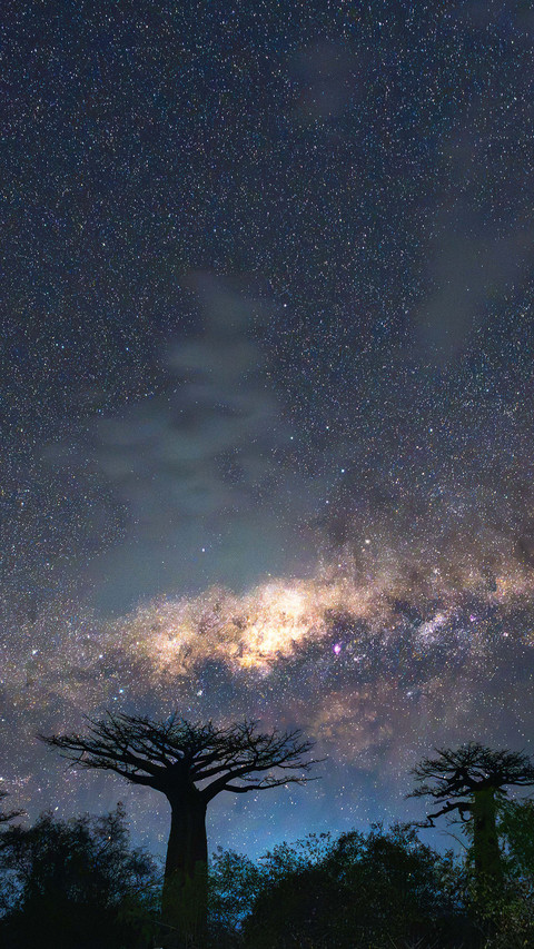 Baobab tree galaxy screenshot