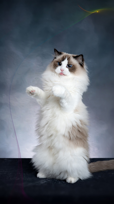 A ragdoll cat playing seriously screenshot