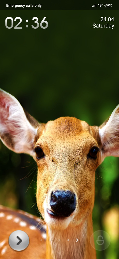 Deer On screenshot