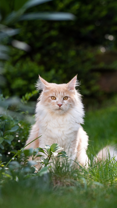 Cat screenshot