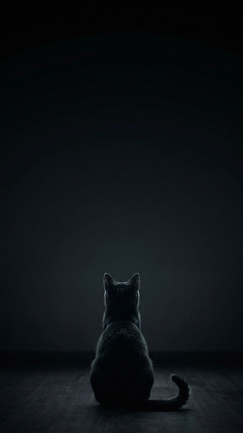 Silent Observer Cat Silhouette screenshot