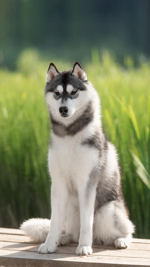 Dog152 screenshot