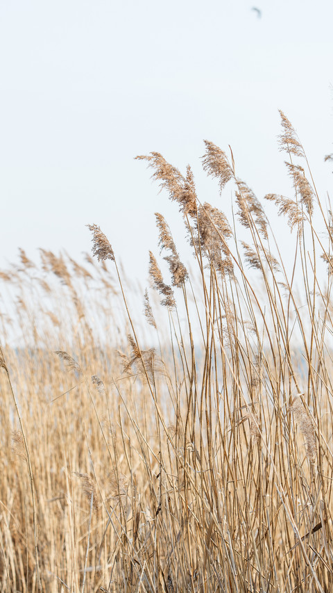 Reed shore screenshot