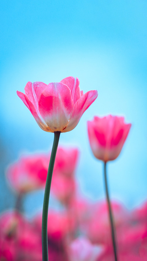 Tulips blooming in the sunshine screenshot