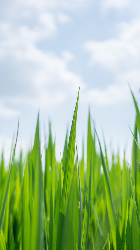 The rice fields under the blue sky and white clouds screenshot