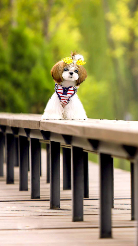 四大美狗之首 西施犬 screenshot
