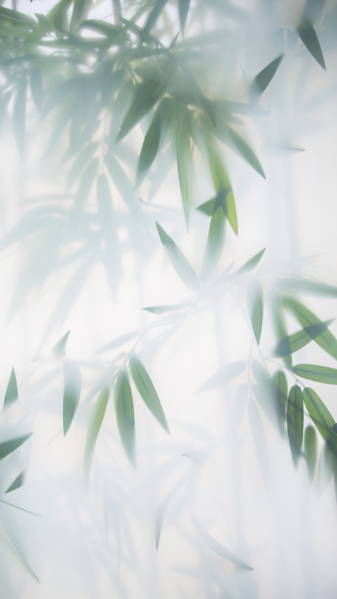 Green Bamboo in the Fog with Stems and Leaves screenshot