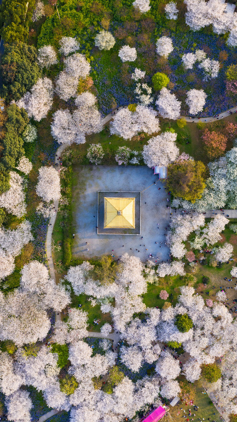 又到武汉樱花季 screenshot