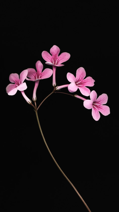 Introduction to botany screenshot