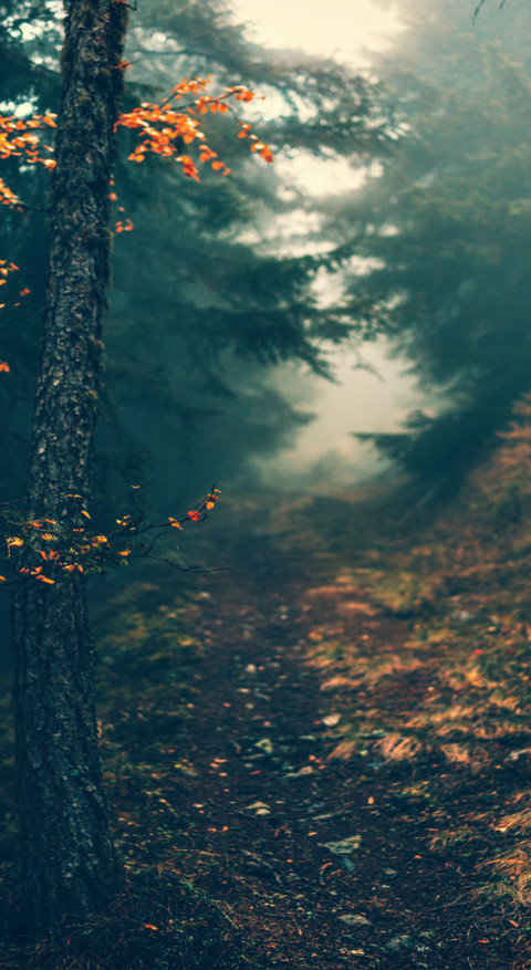 Roads & Pathways (8) screenshot