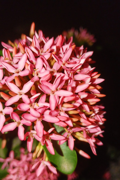 Night blooms.jpg screenshot