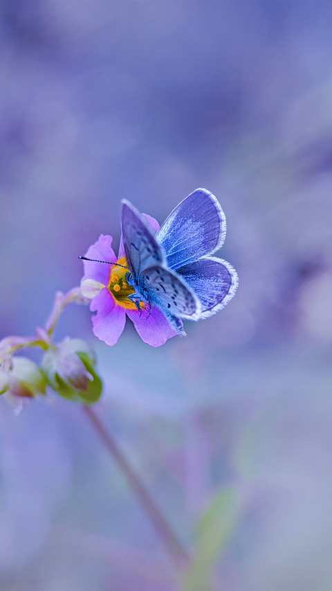 Spring flowers and butterflies screenshot