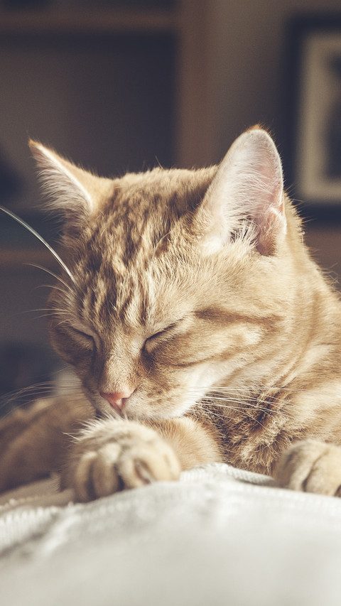 Cats ecstatic sleeping position 64 screenshot