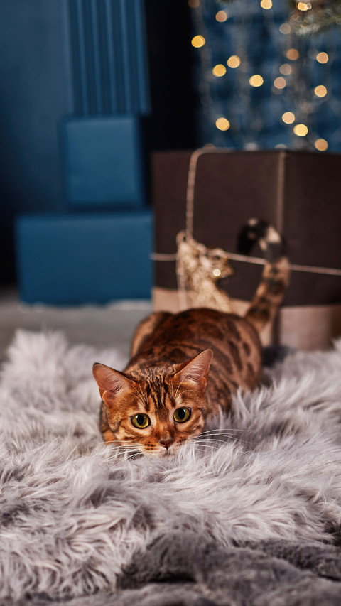 A Cute Cat Lying on The Blanket screenshot