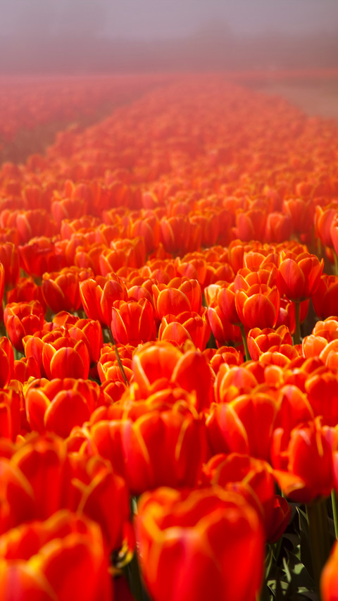 Magnificent flower fields screenshot