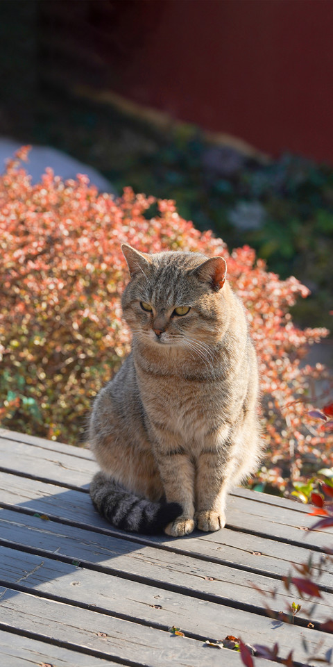 Can cats feel lonely 2 screenshot