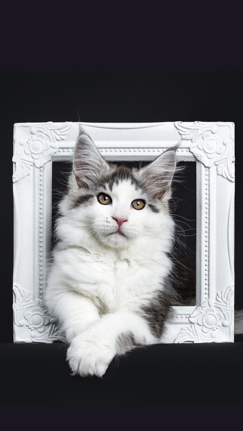 A cats face is Yiyang Qianxi 01 screenshot